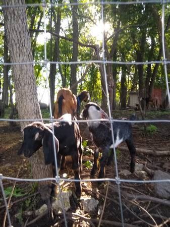 Mini goats for sale near me - 